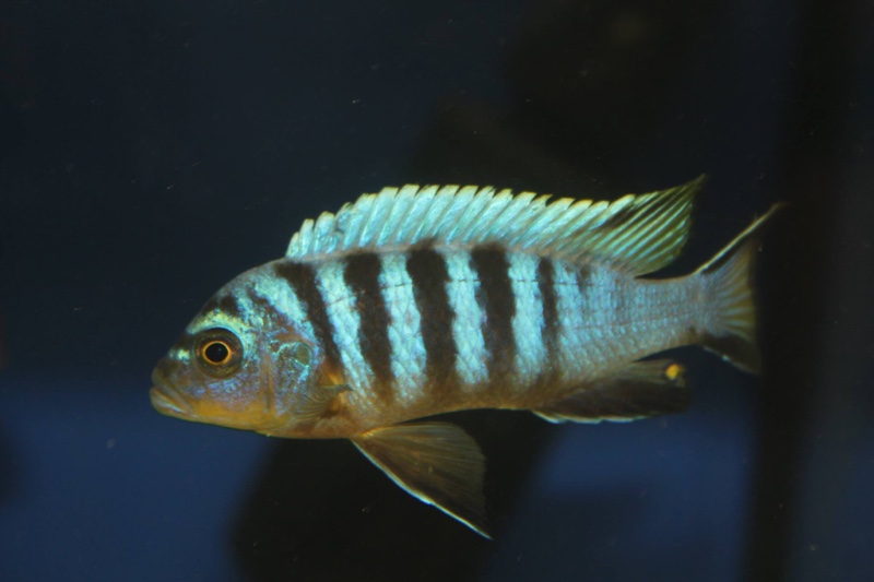 Maylandia sp. 'zebra mbowe' Mbowe Island